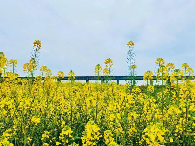 2024春日指南（上）｜3大主题27个春游目的地推荐(图3)